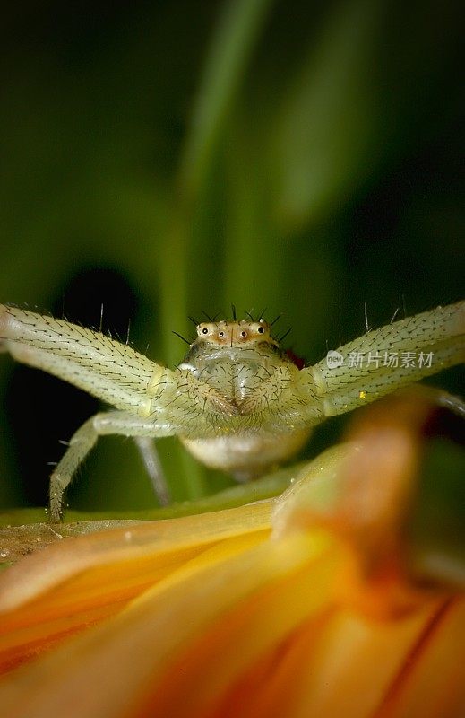 蟹蛛(Thomisidae;橙冰植物花(Lamprantus aureus)下的Mecaphesa sp.)